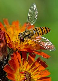 Pyama glider on orange hawkweed by Petra Vastenburg