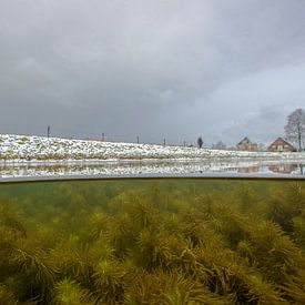 wasserviolett im Winter; wasserviolett im Winter von Arthur de Bruin