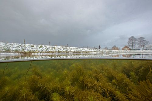 waterviolier en hiver ; water violet en hiver sur Arthur de Bruin