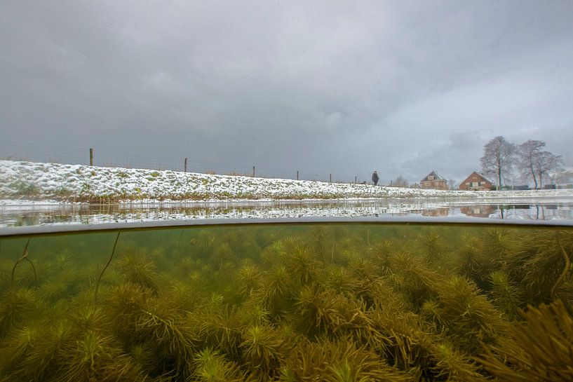 waterviolier en hiver ; water violet en hiver par Arthur de Bruin