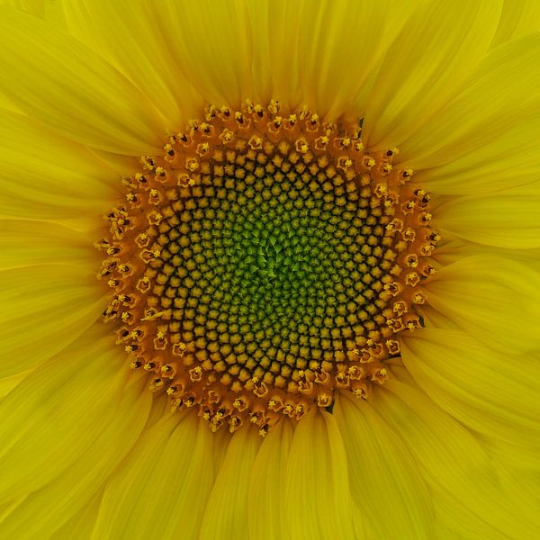 La nature comme artiste dans ce cœur de tournesol par Kneeke .com