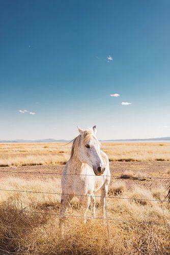 West Texas Wild IV