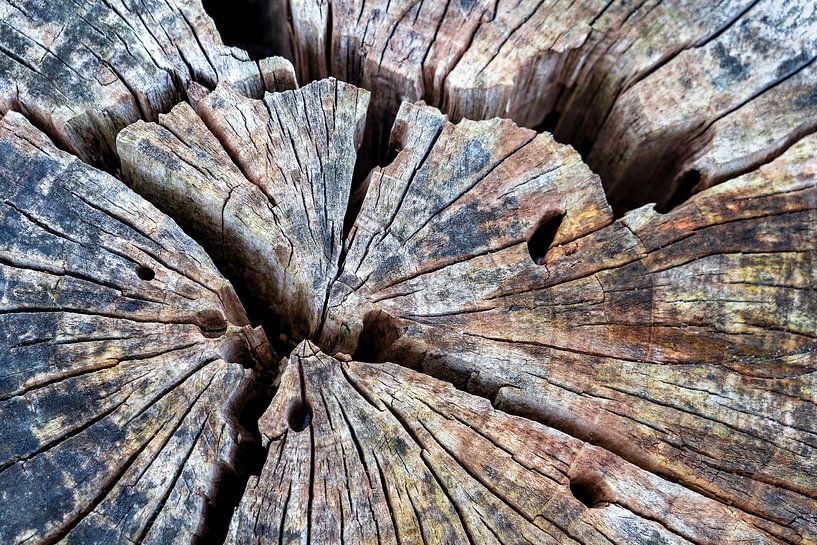 Ein alter Riese im Inneren von Patty Elferink