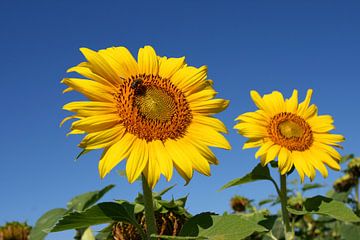 Zonnebloemen van Antwan Janssen