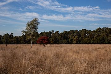 Landschap De Hoge Veluwe 2 - Herfst in Hoenderloo van Deborah de Meijer