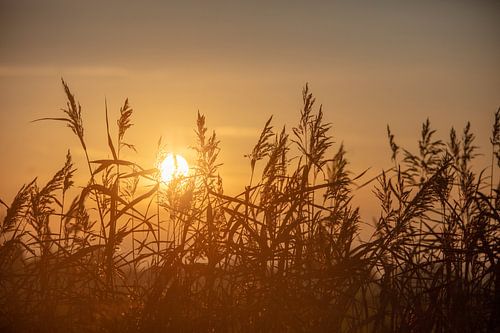 evening sun in friesland