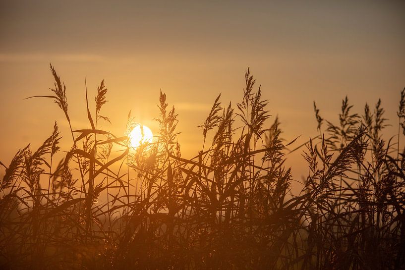evening sun in friesland by anne droogsma