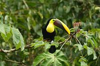 Costa Rica's colourful feathers