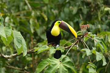 Les plumes colorées du Costa Rica sur Tessa van der Laan