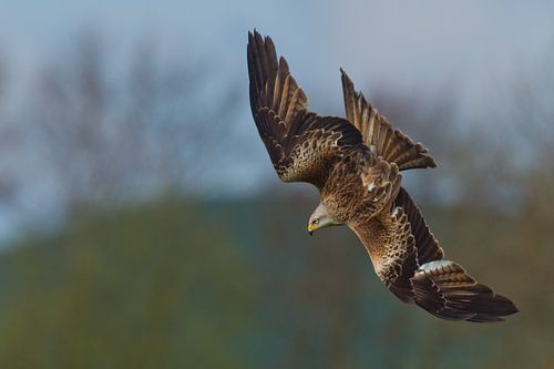 Rode Wouw in duikvlucht in Engeland