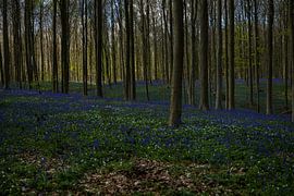 Hallerbos 5/5 by Boetiek Fotogeniek