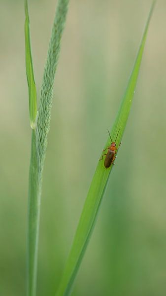 Close-up by Caroline de Brouwer