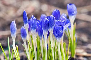 Fleurs de crocus bleues dans la lumière du printemps