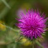 Paarse distel van Paul Emons