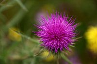 Violette Distel