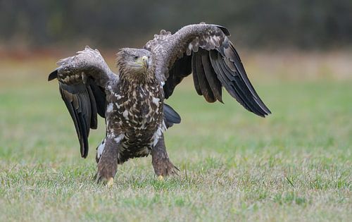 Tough Guy (White-tailed eagle)