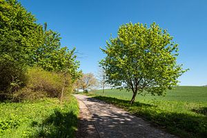 Landschaft mit Straße und Bäumen bei Kuchelmiß