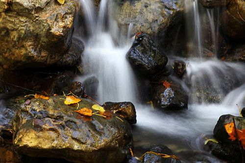 Autumn Spring