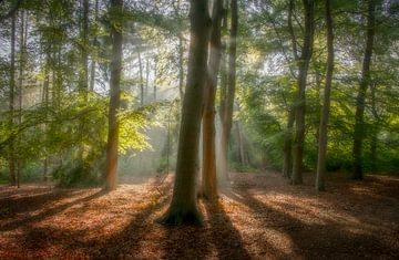 Zonnestralen van Connie de Graaf