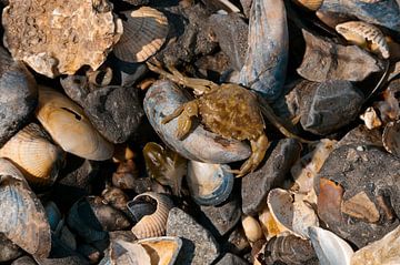 A crab among the shells by Hilde Remerie Photography and digital art