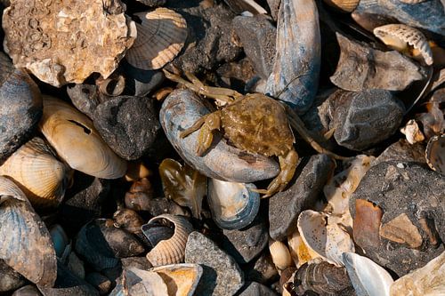 Een krab tussen de schelpen – Waddenzee natuurfotografie bij Lauwersoog