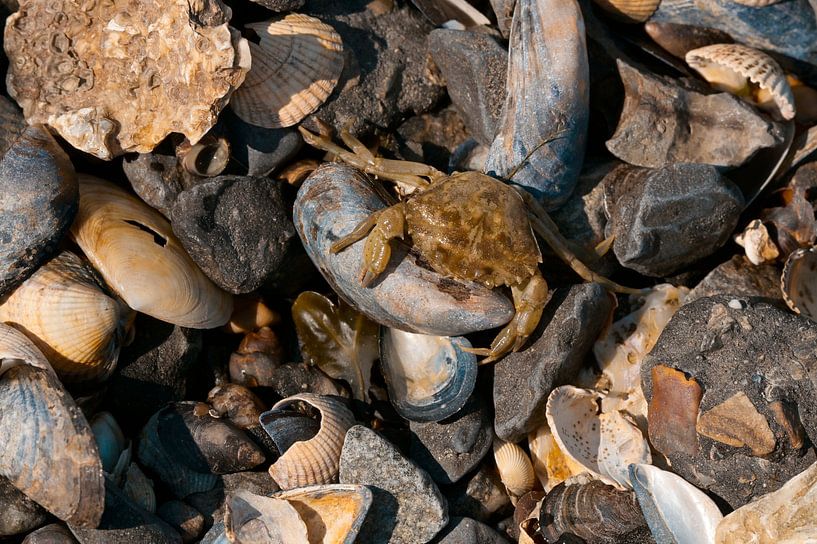 Eine Krabbe inmitten von Muscheln von Hilde Remerie Fotografie und digitale Kunst