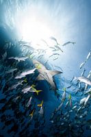 Lemon shark