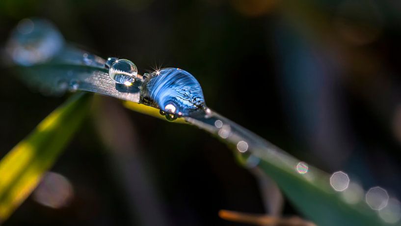 Macroaufnahme eines Wassertropfen auf einem grünem Blatt von Thomas Heitz