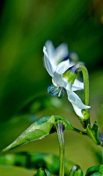 Fleur de piment en plein soleil par Werner Lehmann