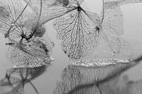 Reflexion