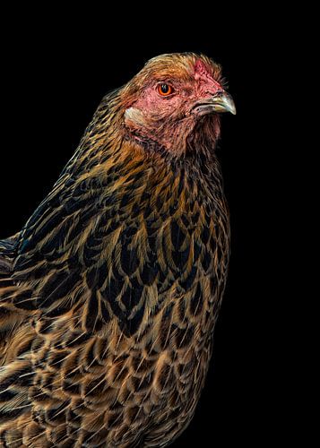 Poulet