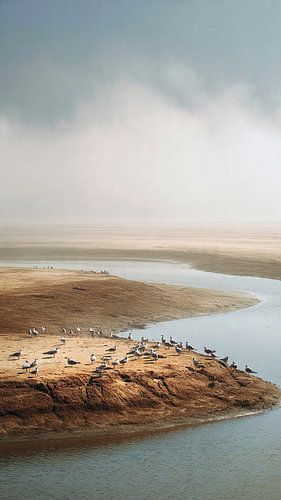 Seagulls on sandbank