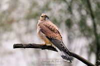 Kestrel