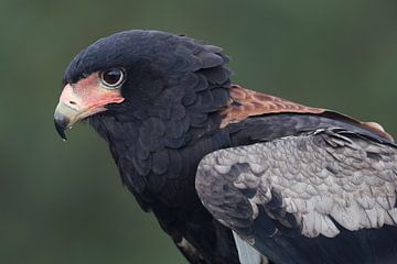 Bateleur (Terathopius ecaudatus) van Ronald Pol
