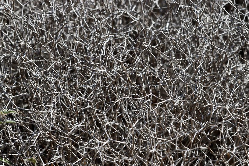 Thorns by Yke de Vos