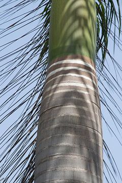 Tronc d'un palmier en Inde