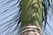 Stam van een palmboom in India van Danielle Roeleveld