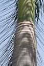 Stam van een palmboom in India van Danielle Roeleveld thumbnail