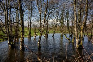 Ondergelopen bomen van Bo Scheeringa Photography