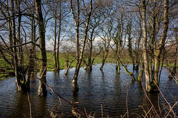 Flooded trees by Bo Scheeringa Photography