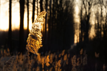 Golden plume