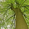 Parasolboom van ArtelierGerdah