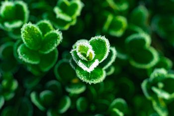 Dew on boxwood