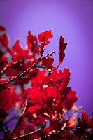 Rouge flamboyant sur fond de ciel violet