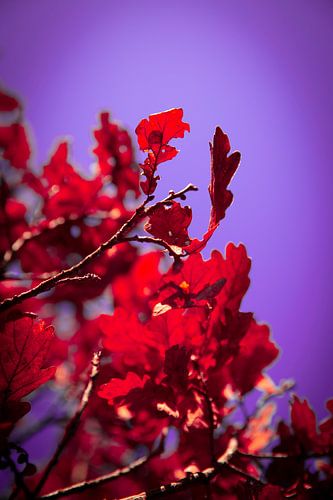 Flammendes Rot vor violettem Himmel