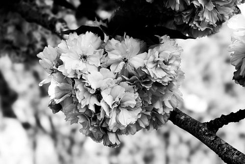 tak met prachtige bloesems
