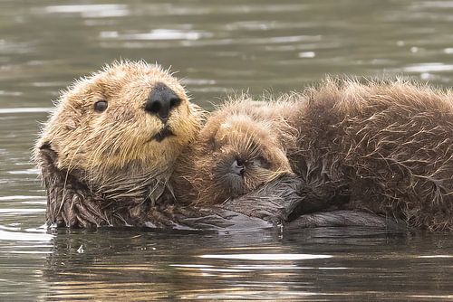 Er is geen mooiere liefde dan de liefde van mamma