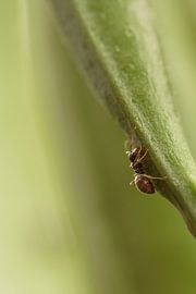 Mier op trompetklimmer van Sascha van Dam