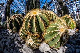 Cactus saguaro avec un objectif « fisheye »