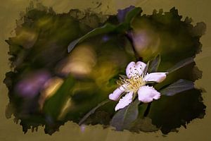 Myrtenblüte @ Vijlenerbos
